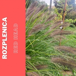 Rozplenica japońska   Red Head